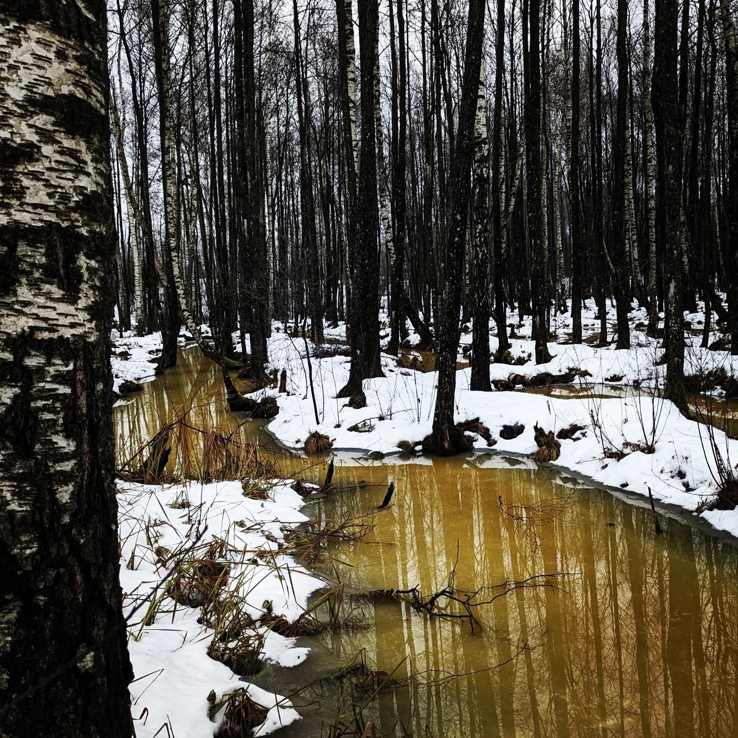 Water between the birch trees in winter